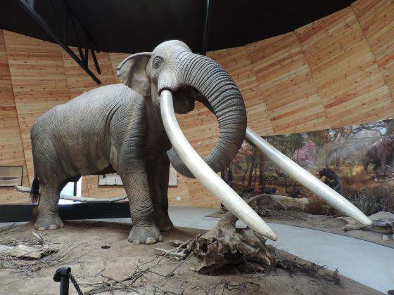 Imagine simbol / Wikipedia / Mastodont Anancus arvernensis 