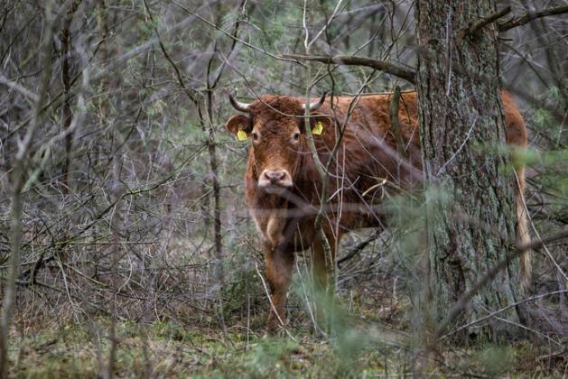 Foto: persgroep