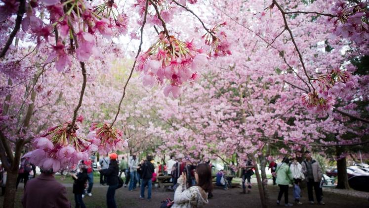 Foto: japan-guide