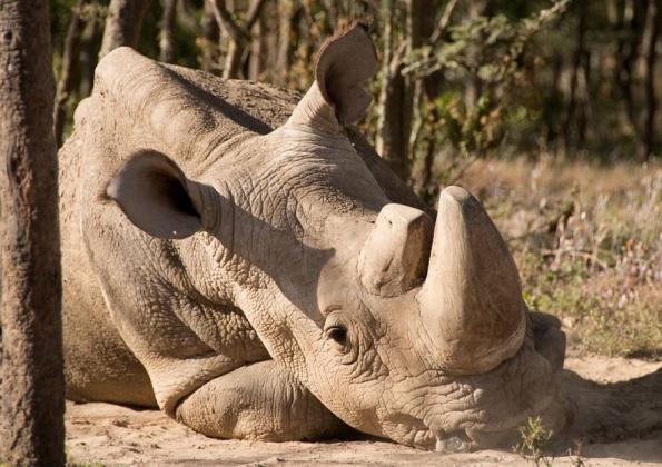 sudan-rhino