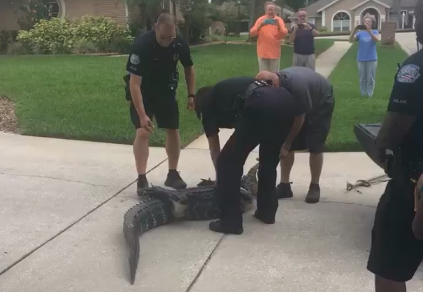 aligator
