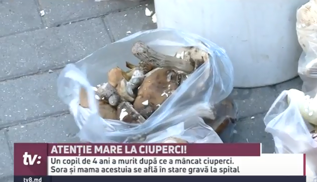 ciuperci