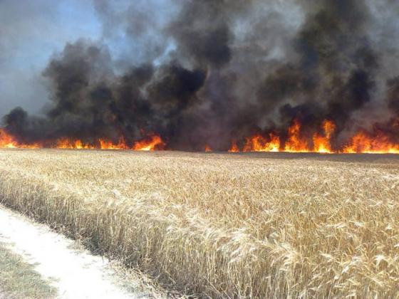 Incendiu în lan de grâu. Foto: dse