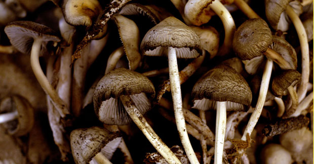 wild_mushrooms