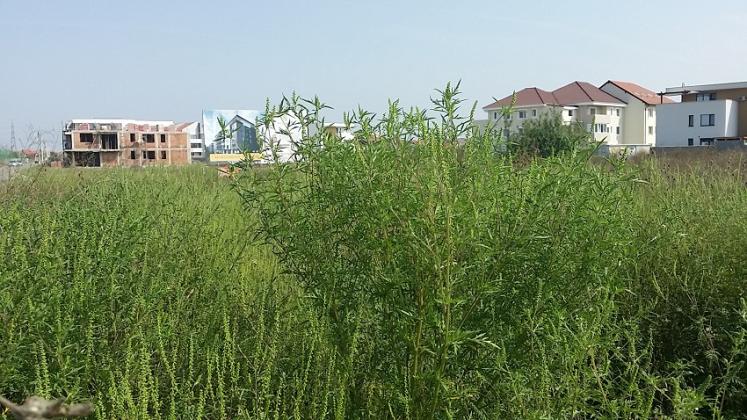 Foto: radiotimisoara