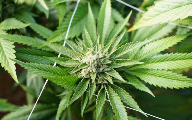 Foto: Leafly