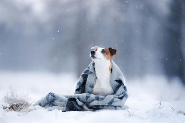 Foto simbol: tractive