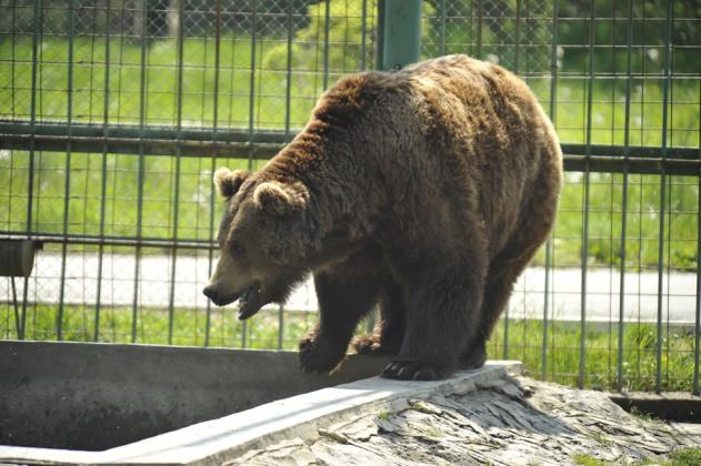 Imagine simbol/zoo.sibiu