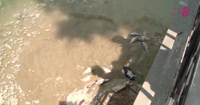 Captură video
