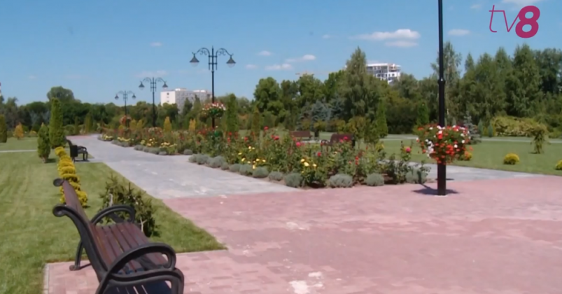 dendrariu