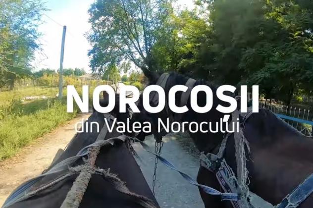 noroc