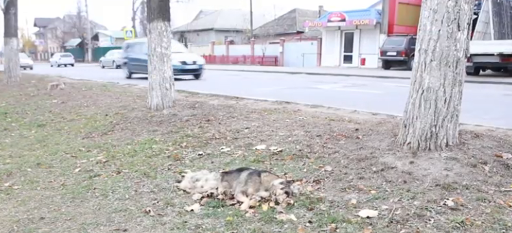 Captură foto