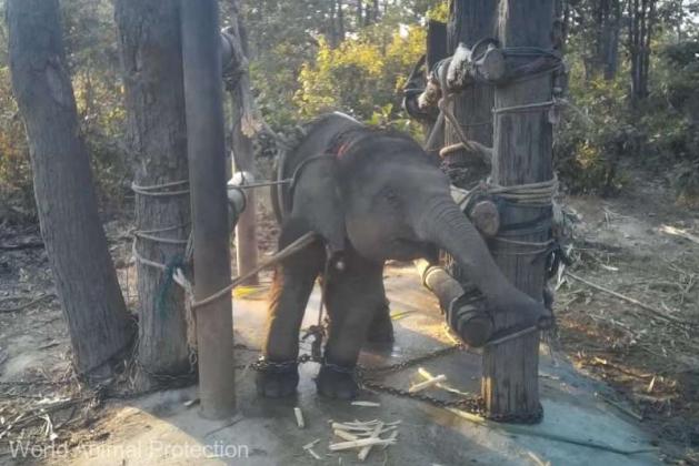 elefant