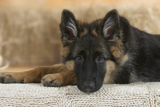 German Shepherd, 5 month / Deutscher Schaeferhund, 5 Monate / Deutscher,Schäferhund,Image: 319143274, License: Rights-managed, Restrictions: , Model Release: no
mediafax