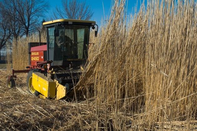 recoltarea-miscanthus