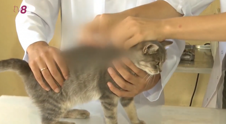 pisica-sterilizare-veterinar-animale