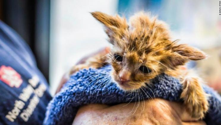 Foto:: B. Davis / International Fund for Animal Welfare