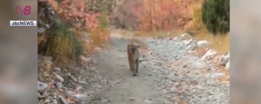 puma
