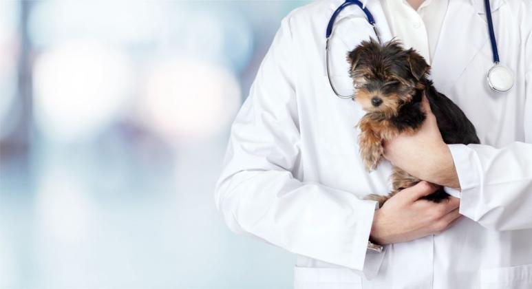 medici-veterinari