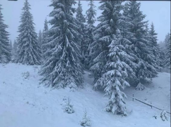 ninge-4