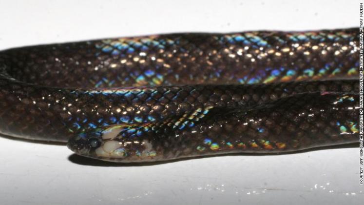 snake