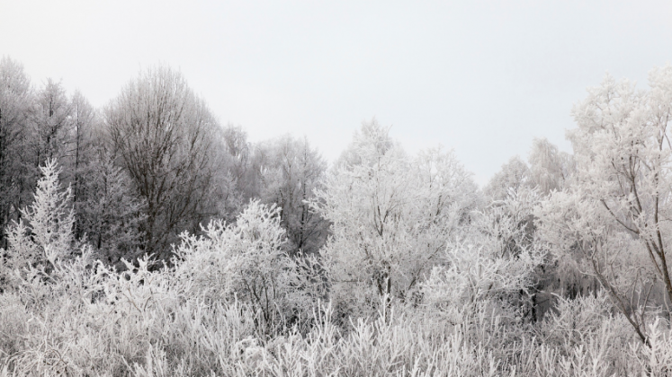 Foto: canva