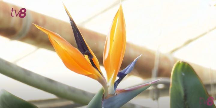 gradina-botanica-2