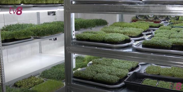microplante