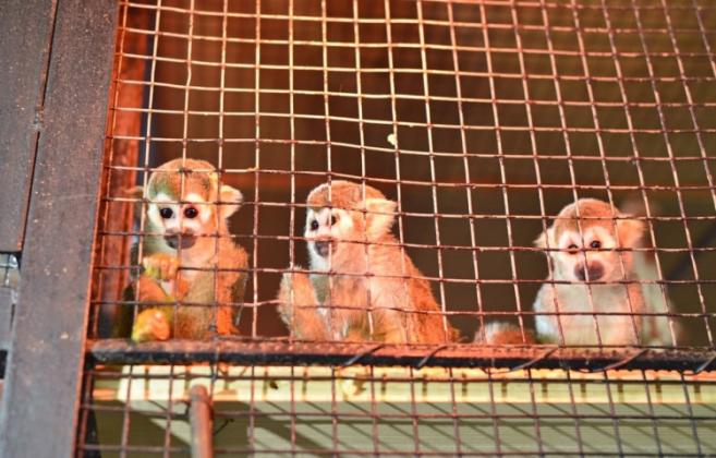 zoo3