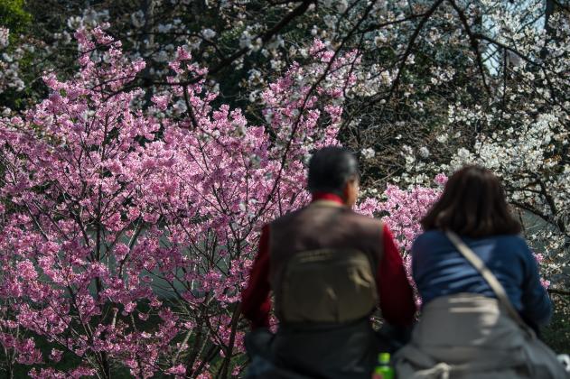 TOKYO, JAPAN - MARCH 25: A couple enjoy a hanami picnic next to cherry in Chidorigafuchi Park on March 25, 2018 in Tokyo, Japan. The Japanese have a long-held tradition of enjoying the blooming of cherry blossoms. The blossom is deeply symbolic, it only l