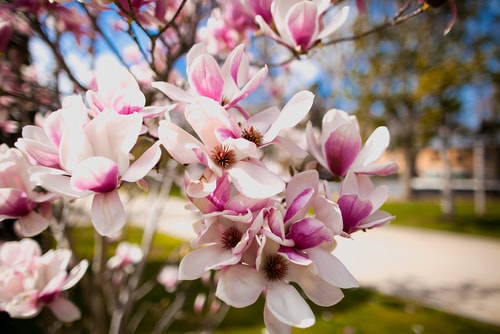Foto: floraqueen