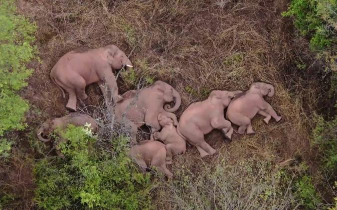 This image made from video taken released by China Central Television (CCTV) on June 7, 2021 shows elephants, part of a herd which had wandered 500 kilometres north from their natural habitat, resting in a forest near Kunming, in China's southwest Yunnan