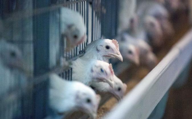 Foto: azerbaycan24