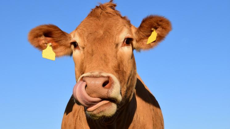 o-vaca-a-fost-muu-tata-de-pe-stancile-sardiniei-imaginile-zilei-animalul-foarte-relaxat-suspendat-in-aer-la-zeci-de-metri-inaltime-au-creat-isterie-pe-net-343831