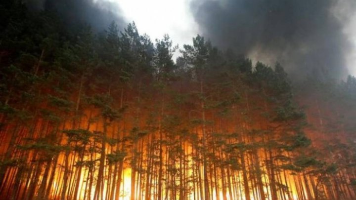 italia-incendii-de-padure-si-vegetatie-in-zona-de-centru-si-sud-a-italiei-40550_40391900