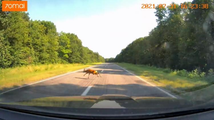 FOTO: captură video