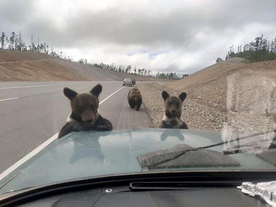 Brown bears are pushed out of their natural habitat by wildfires raging in Yakutia