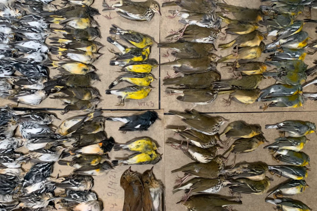 birds