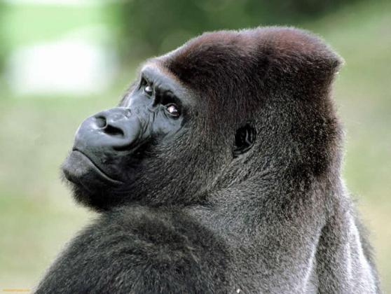 toateanimalele