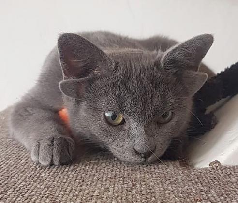 cats-755
