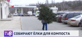 Новогодний компост: жителей Кишинева призывают сдавать "отслужившие" елки на переработку - ВИДЕО