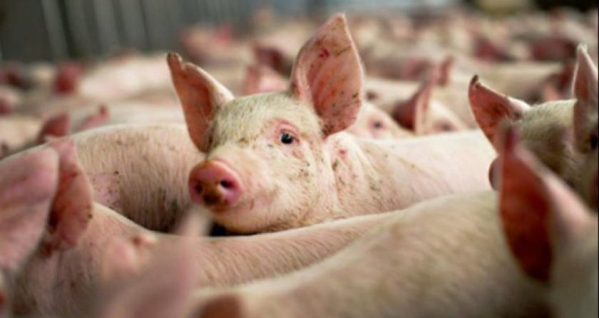 Patru focare de pestă porcină africană, la porci domestici și mistreți, depistate în Moldova: Localitățile afectate
