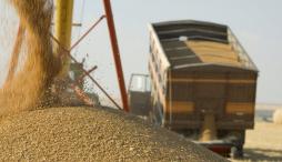 В Молдове отменили запрет на экспорт пшеницы и пшеничной муки