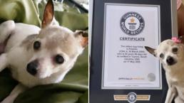 Un toy fox terrier de 22 de ani a fost confirmat drept cel mai bătrân câine din lume