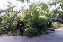 В Кишиневе из-за сильного ветра снова упало дерево...