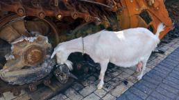 O capră este noua eroină a Ucrainei: a declanșat o capcană explozivă și a rănit cel puțin 40 de ruși