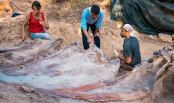 В Португалии нашли останки крупнейшего динозавра