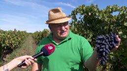 Purtat prin instanțe ani de zile: Un viticultor a rămas fără struguri și fără bani