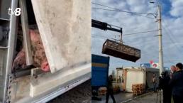 Un camion încărcat cu porci s-a răsturnat pe un pod la Bender