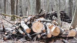 În pădure, după lemne ieftine: În septembrie, 230 de familii din Hîncești au luat lemne la preț redus